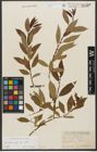 Foto von Salix triandra subsp. triandra L.